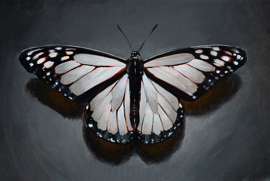 Butterfly In Black & Gray